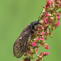 Alder Fly 1 